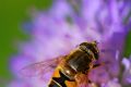 Honey Bee