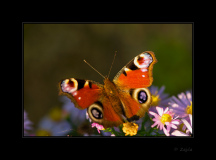 Butterfly - Babí léto